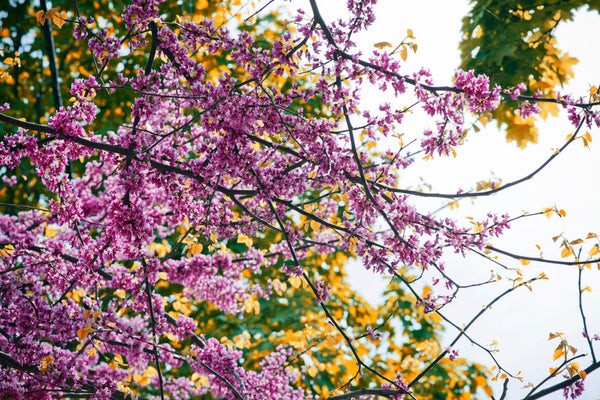 Springtime, the Season of Renewal Through the Lens of Traditional Chinese Medicine (TCM)