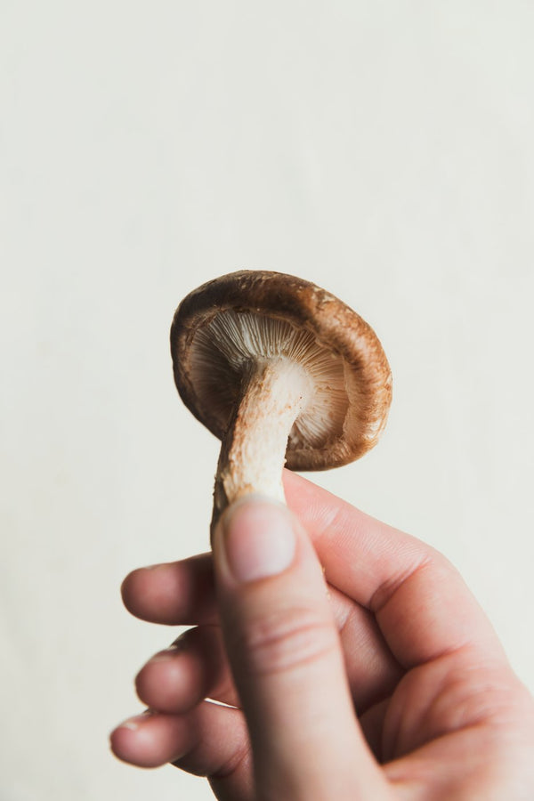 shiitaki mushroom helps immunity